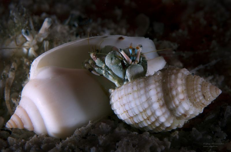 подводное фото подводный мир хургада египет жогло zhoglo красное море Битваphoto preview