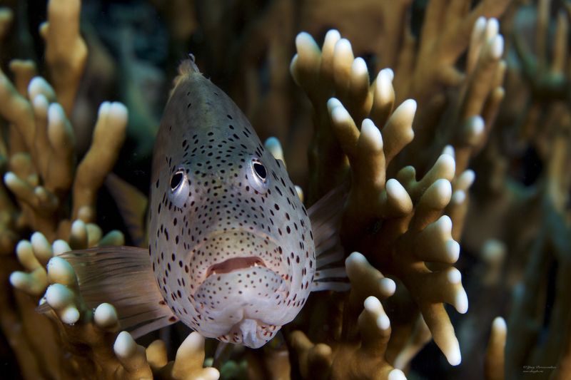 подводное фото подводный мир хургада египет жогло zhoglo красное море В Засадеphoto preview