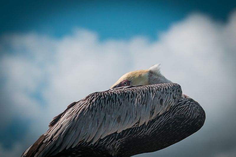птицы, пеликан, wildlife, birds, лето, brown pelican La pelicanophoto preview