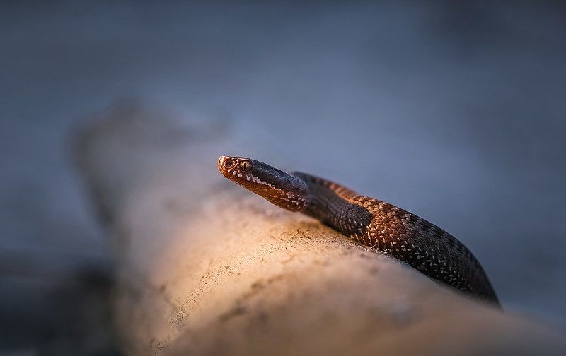 Провожая уходящий день...photo preview