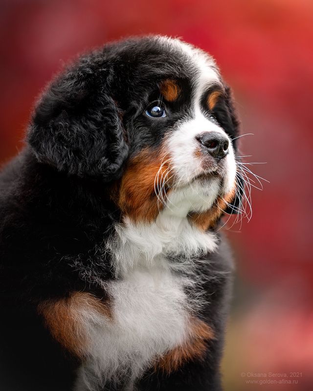 Глашаphoto preview