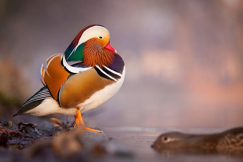 Mandarin duckphoto preview