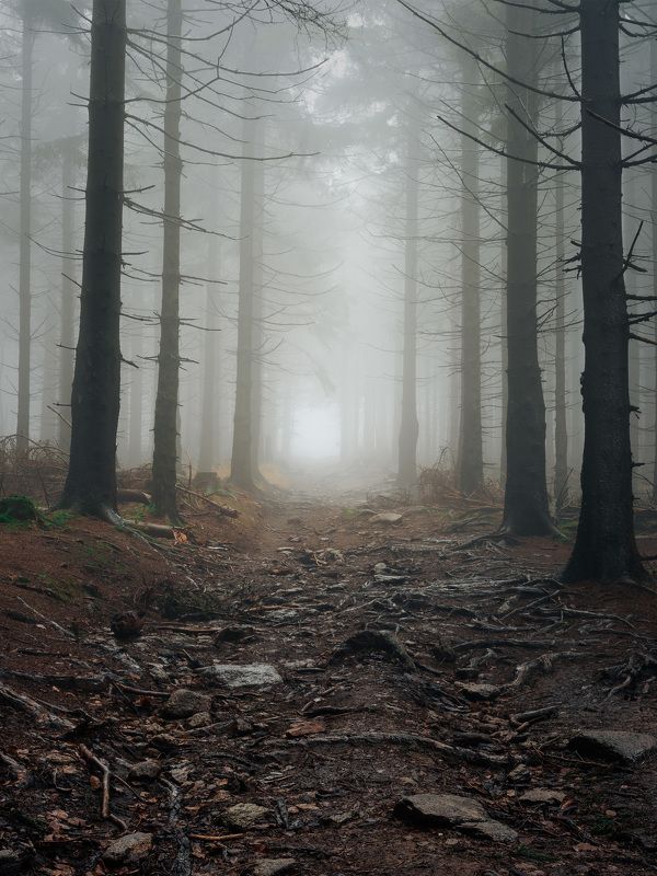 majestic, forest, autumn, fog, trees, rain, nikon, mountains Deep into the forestphoto preview