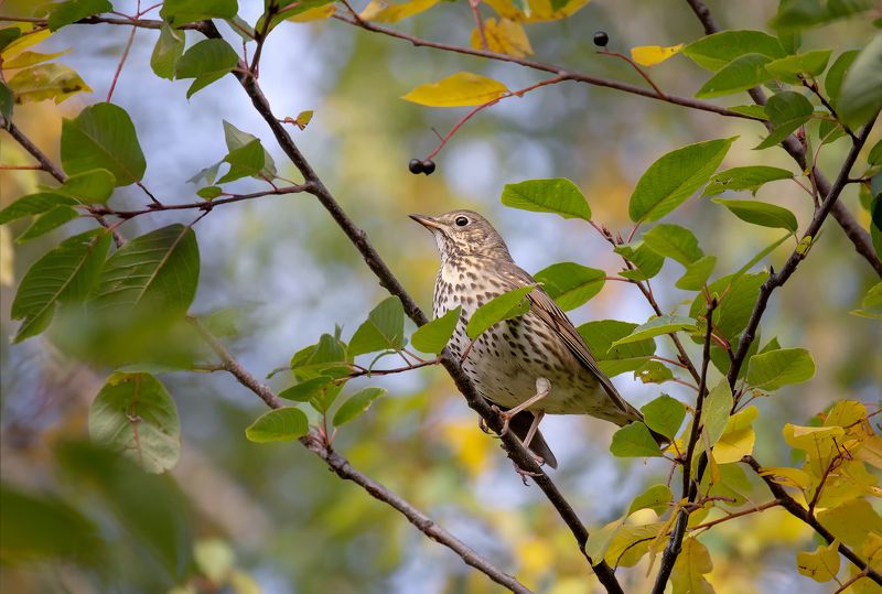 птица, дрозд, осень, черёмуха, Дрозд на черёмухе.. фото превью