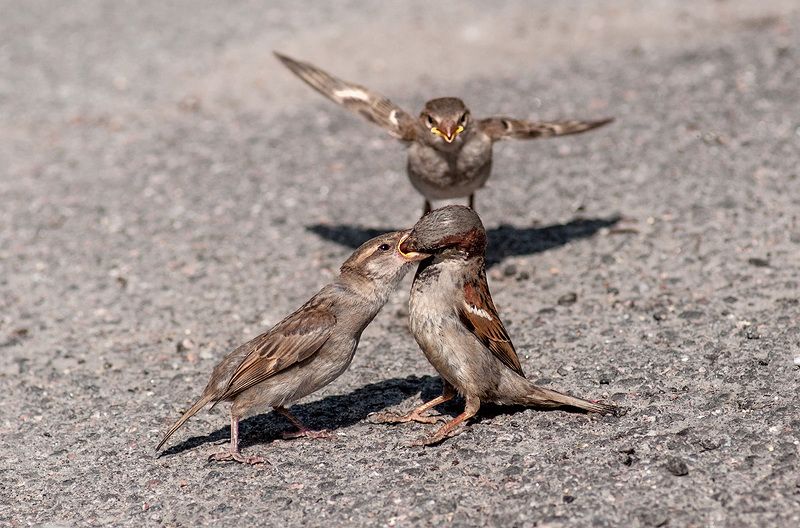 Кто успел, тот и съел!photo preview