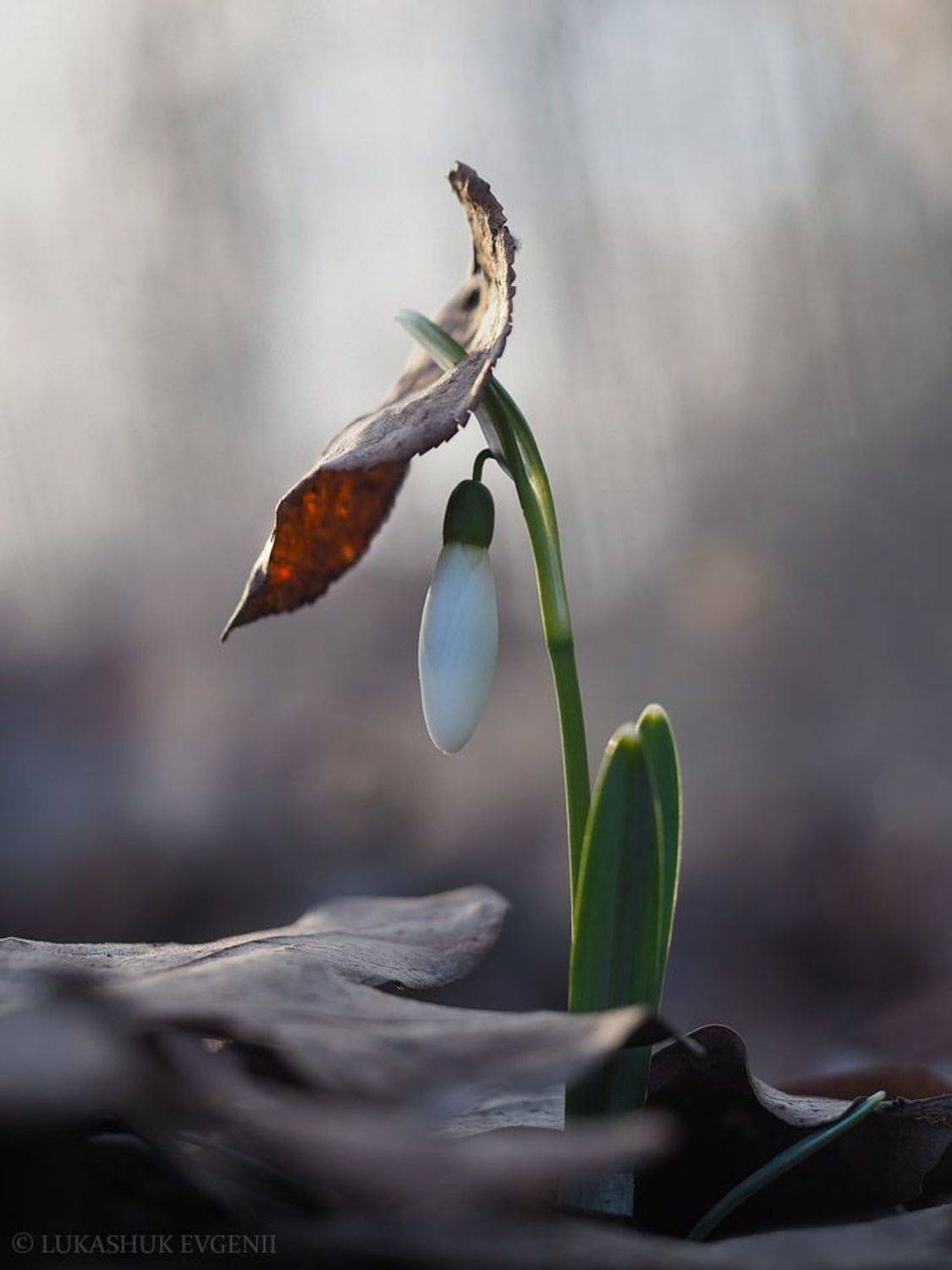 , Евгений Лукашук