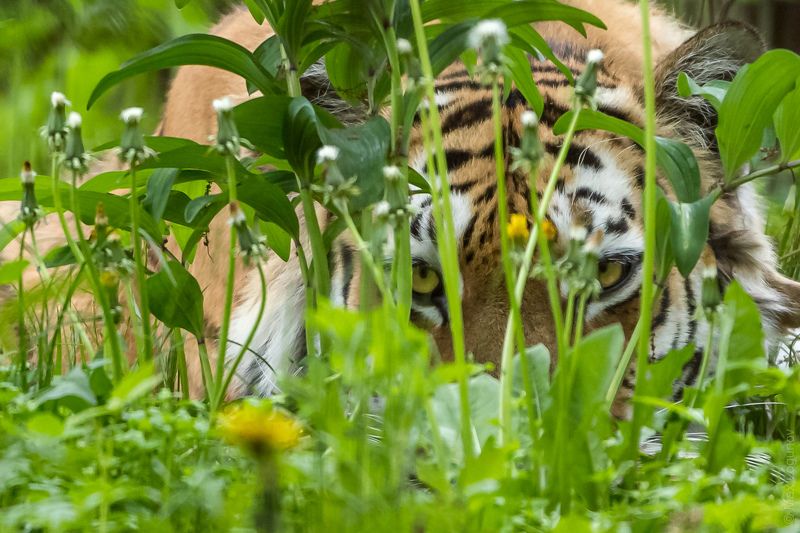 тигр Найди котаphoto preview