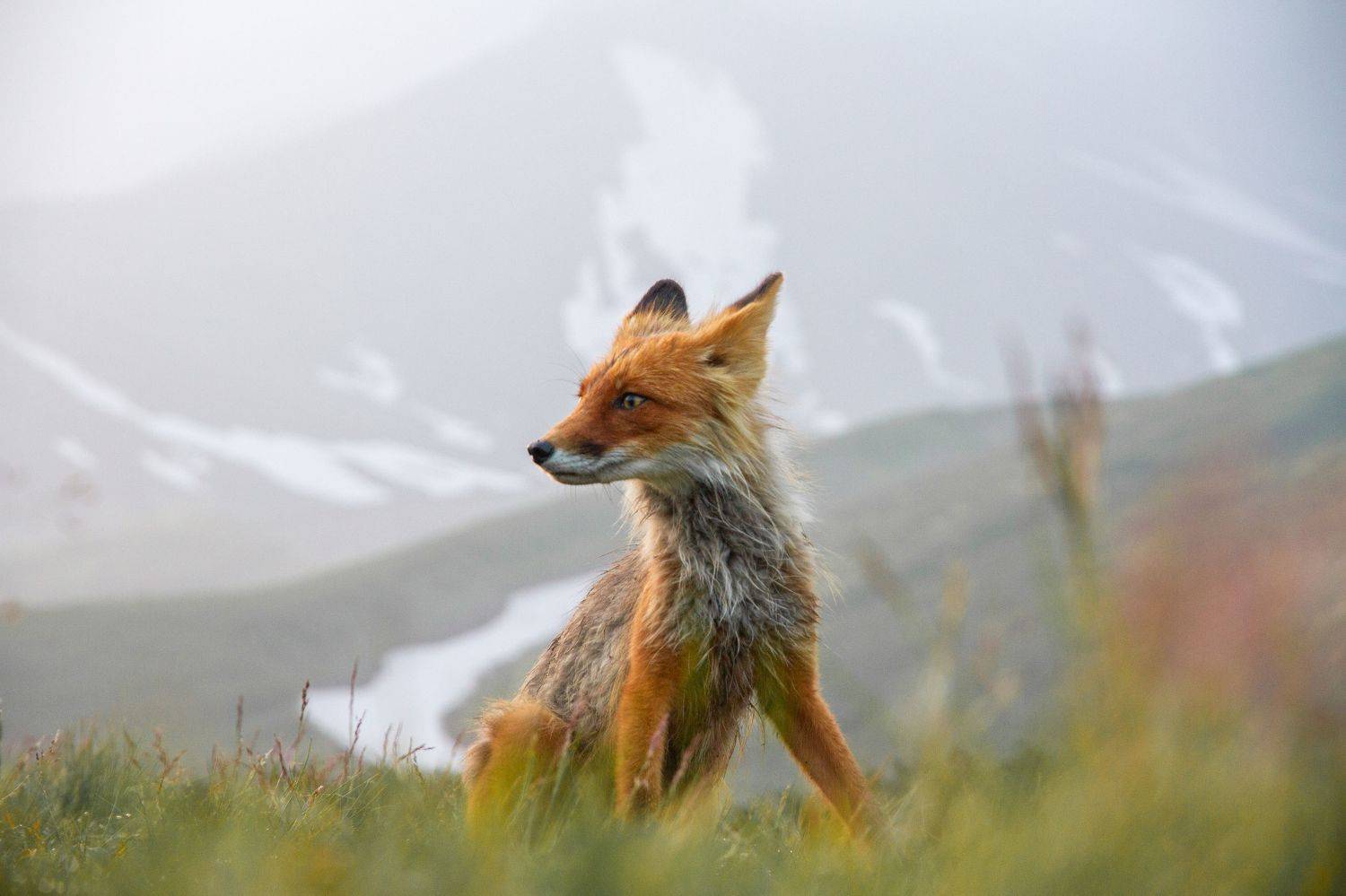 , Слащилина Нина