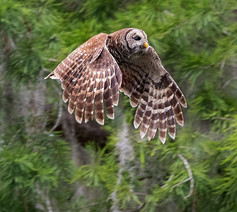 пёстрая неясыть, cова, owl, florida,флорида, хищные птицы, barred owl Barred Owl - Пёстрая неясытьphoto preview