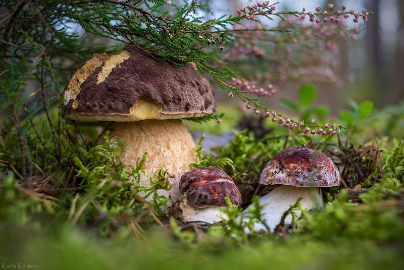 *** фото превью