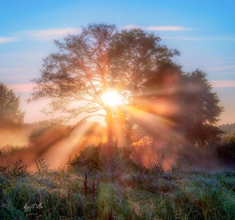 tree  sun  fog  nature  river  light  morning  landscape  atmosphere  sunbeams  sky  clouds  nikon d750  gwda  Tree in the sun and fogphoto preview
