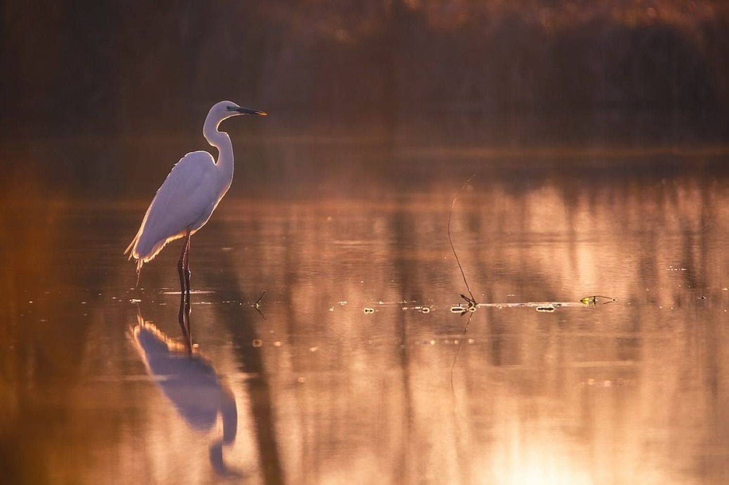 , Вячеслав Мищенко