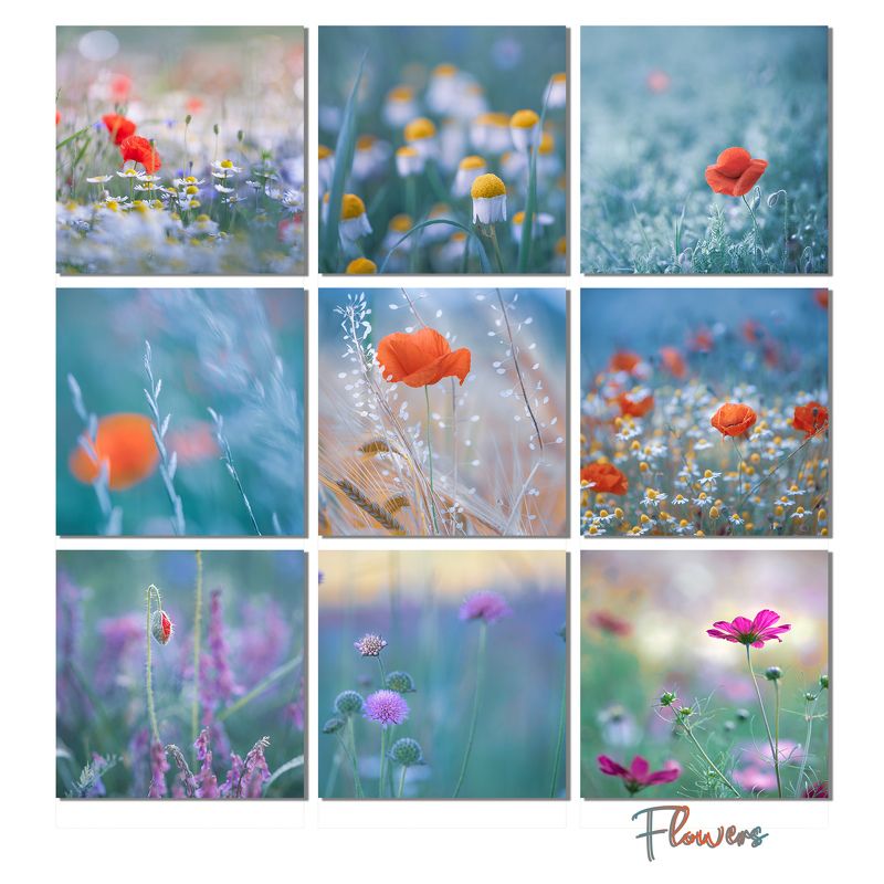 flowers, nature, macro, daisy, poppies, fields Flowersphoto preview