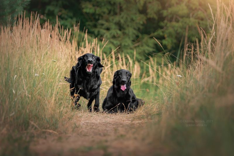 Т - темпераментphoto preview