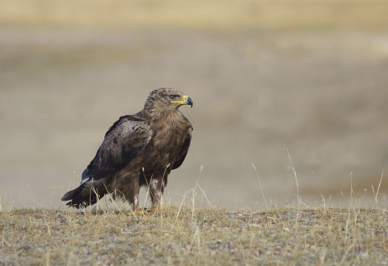 Степной орёлphoto preview