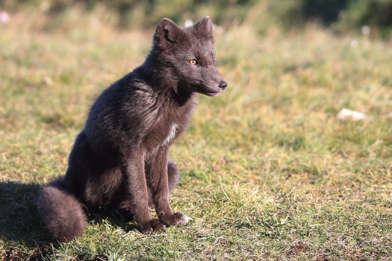 arctic fox, iceland, north, песец, исландия, север, арктика Arctic foxphoto preview