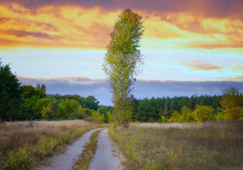 пейзаж, осень, лес Сентябрь ...photo preview