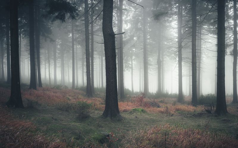 majestic, forest, autumn, fog, trees, rain, nikon, mountains Majestic forestphoto preview