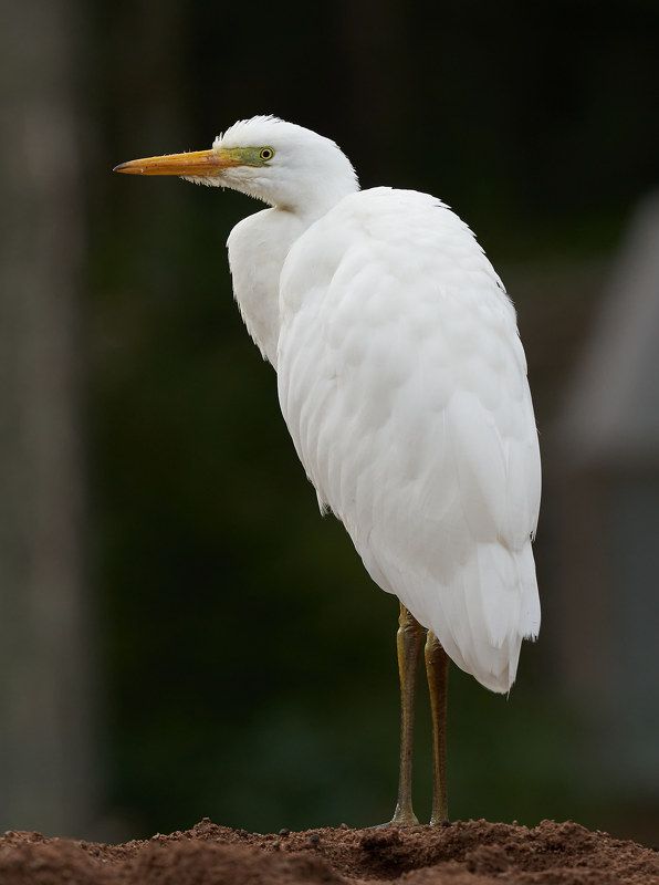 Большая белая цапля (Лен.обл., южный берег Финского залива, август 2021)photo preview