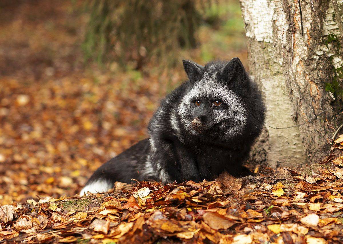 Лисья охота. Автор: Юлия Стукалова лиса,чернобурая,красотка, охота,осень,,красота,природа, fox, black, hunting,beautiful, autumn,nature, Юлия Стукалова