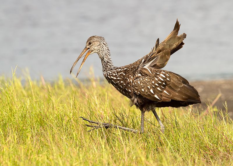 florida, limpkin, пастушковый журавль, флорида Limpkin - Арама, или пастушковый журавльphoto preview