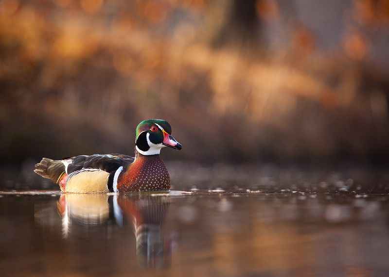 Carolin duckphoto preview