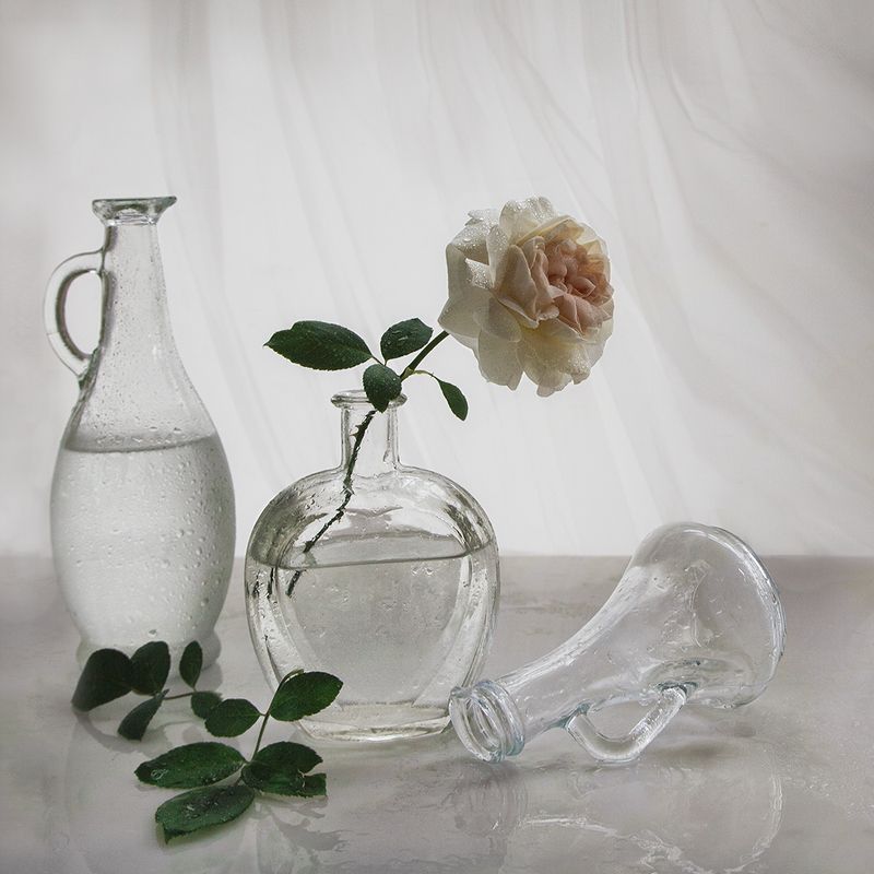 С белой розойphoto preview