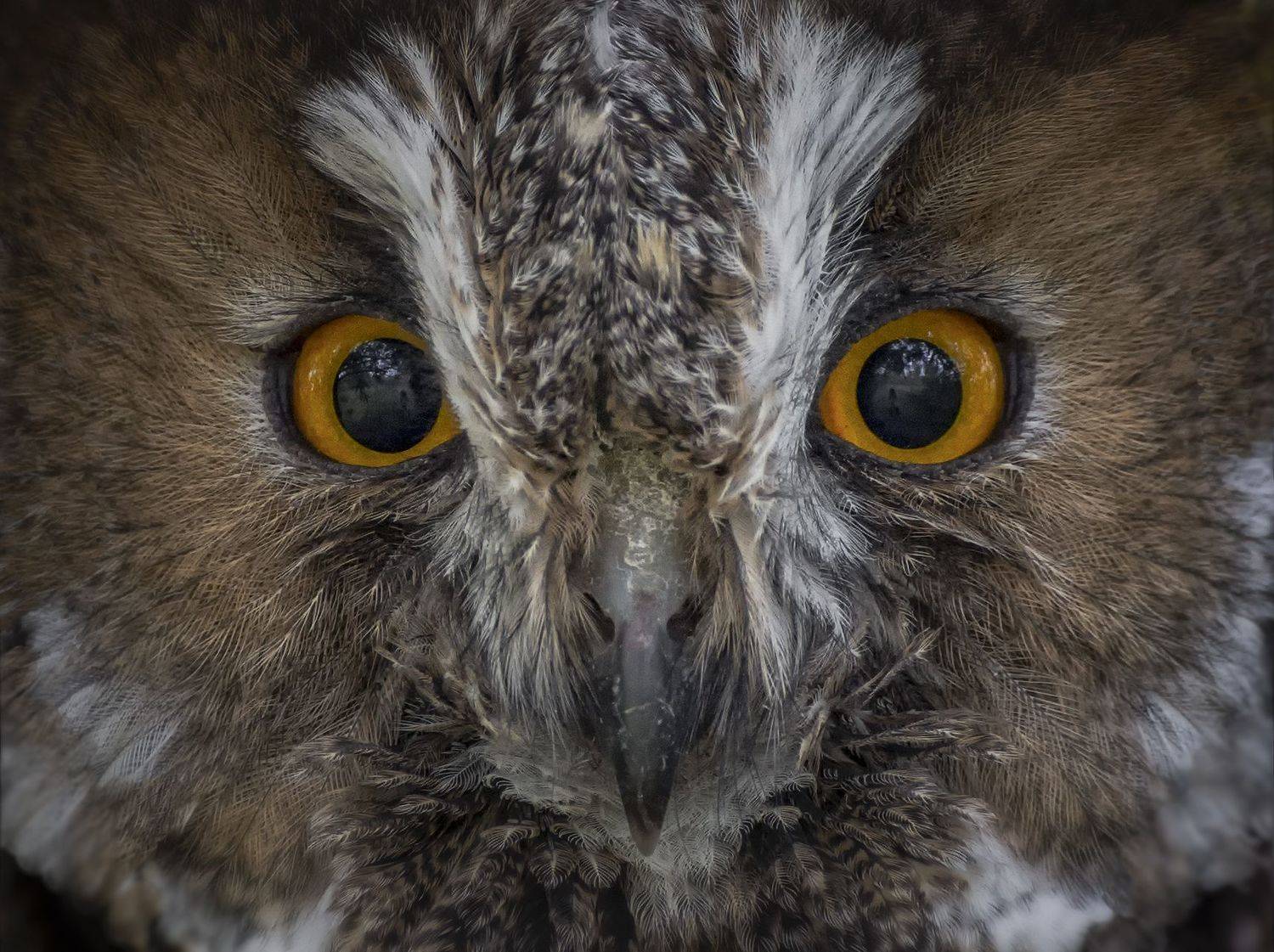 птица, ушастая сова, зеркала, глаза, отражение,, Марина Мочалова