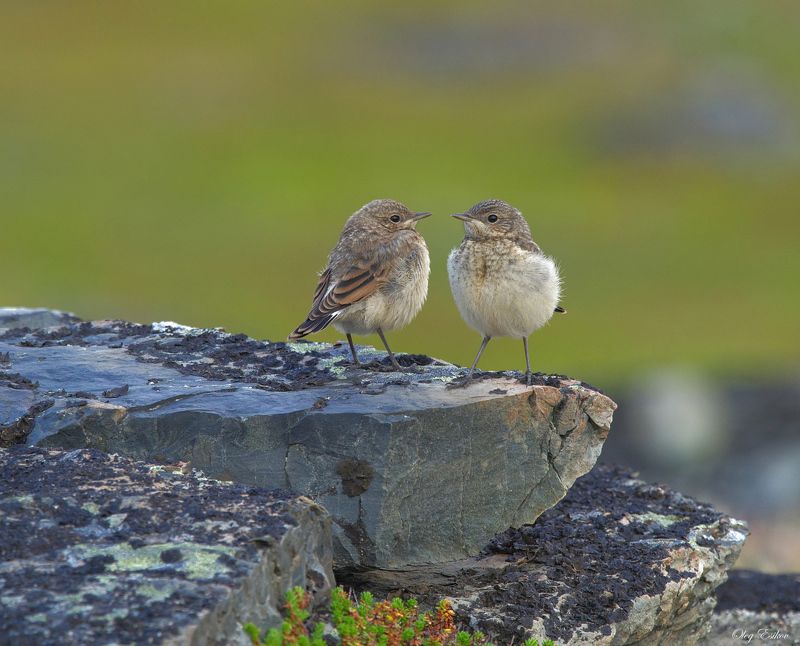 птицы каменка слеткок Гляжусь в тебя, как в зеркалоphoto preview