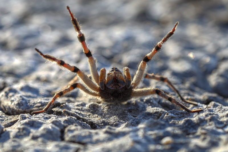 тарантул, южнорусский, lycosa, singoriensis, самарский лес, соленый лиман Вздыбилсяphoto preview