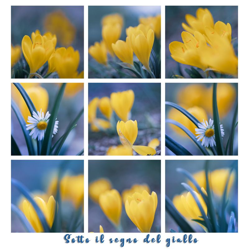 flowers, nature, macro, daisy, yellow, blue Sotto il segno del giallophoto preview