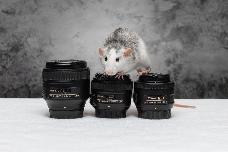крыса, крыса дамбо, животные, грызуны Эй, фотограф, объективы нужны? Дёшево продам!photo preview