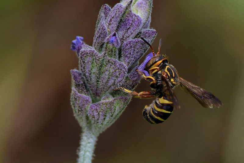 denis moura, mogi das cruzes, brasil, bee Abelhaphoto preview