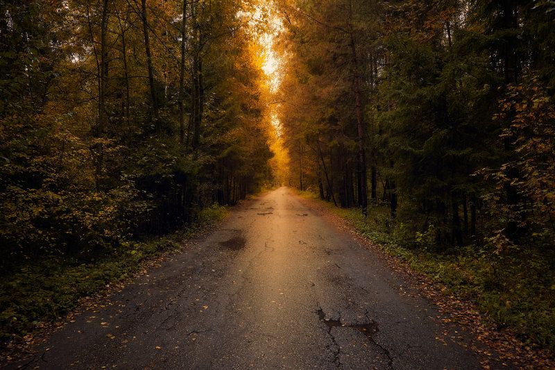 осенняя лесная дорога фото превью