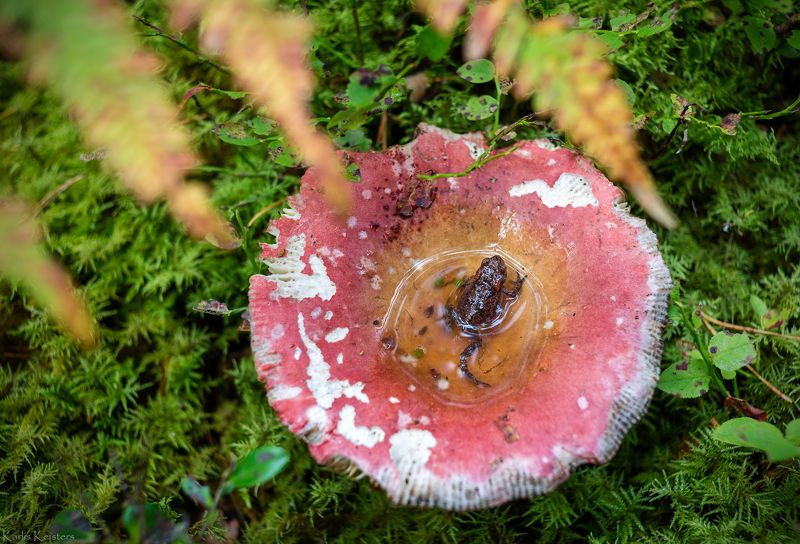 Autumn SPA фото превью