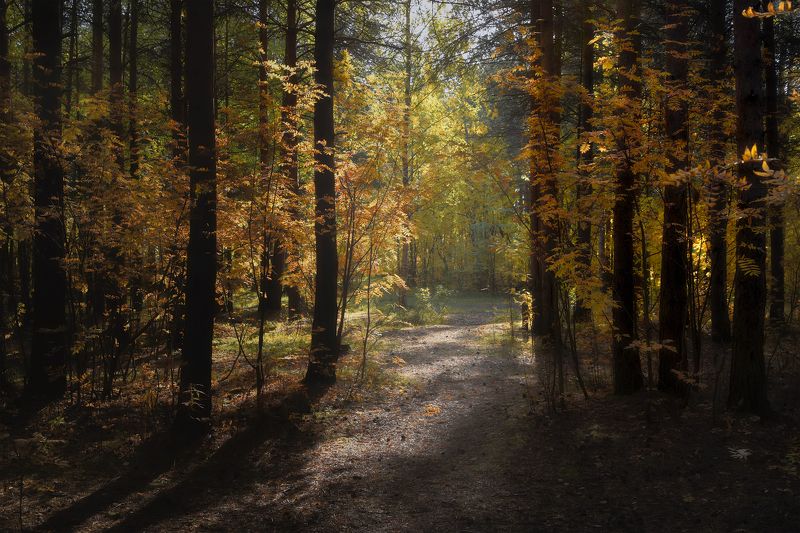осень, сентябрь, лес, дорога, тишина, кусты, деревья, сосны Солнечная дорожкаphoto preview