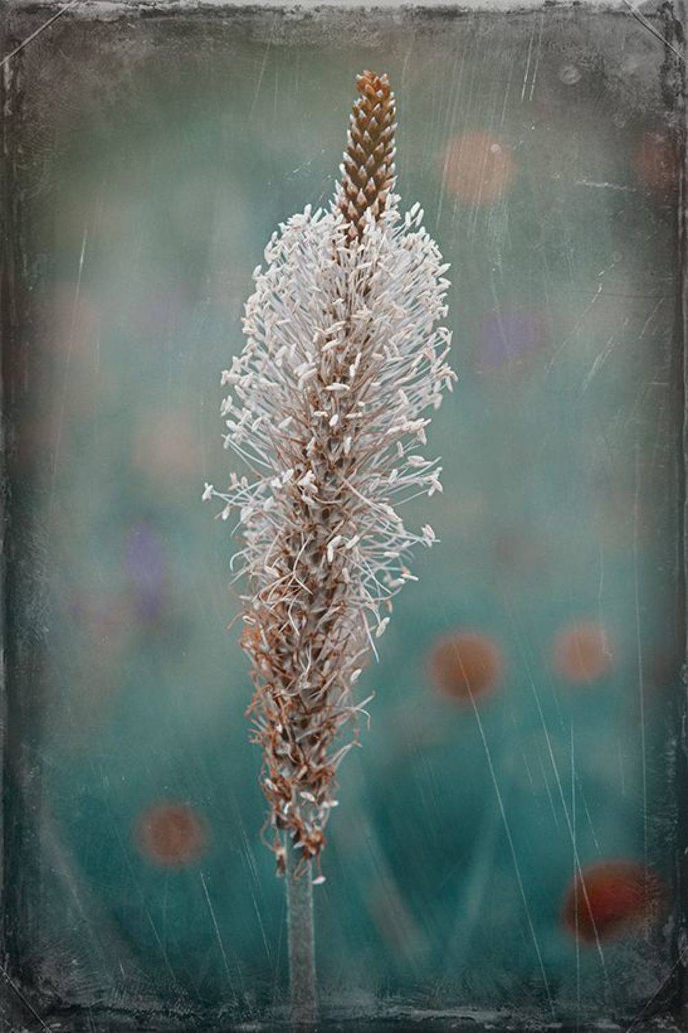 Цвят Живовляк. Автор: Светослав Радков , Светослав Радков