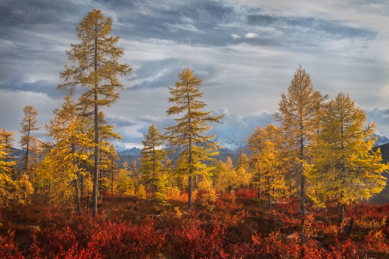 Колыма, Магадан, озеро Джека Лондона, осень Золото Колымыphoto preview