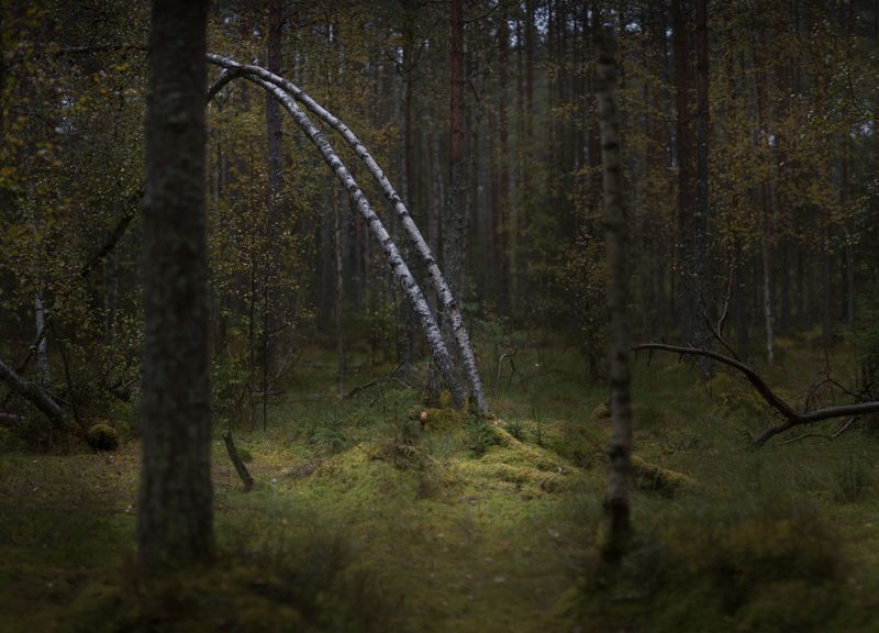 новгородская область, В лесуphoto preview