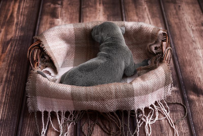 собака, животное, dog, тайский риджбек, щенок Тайский риджбек: началоphoto preview