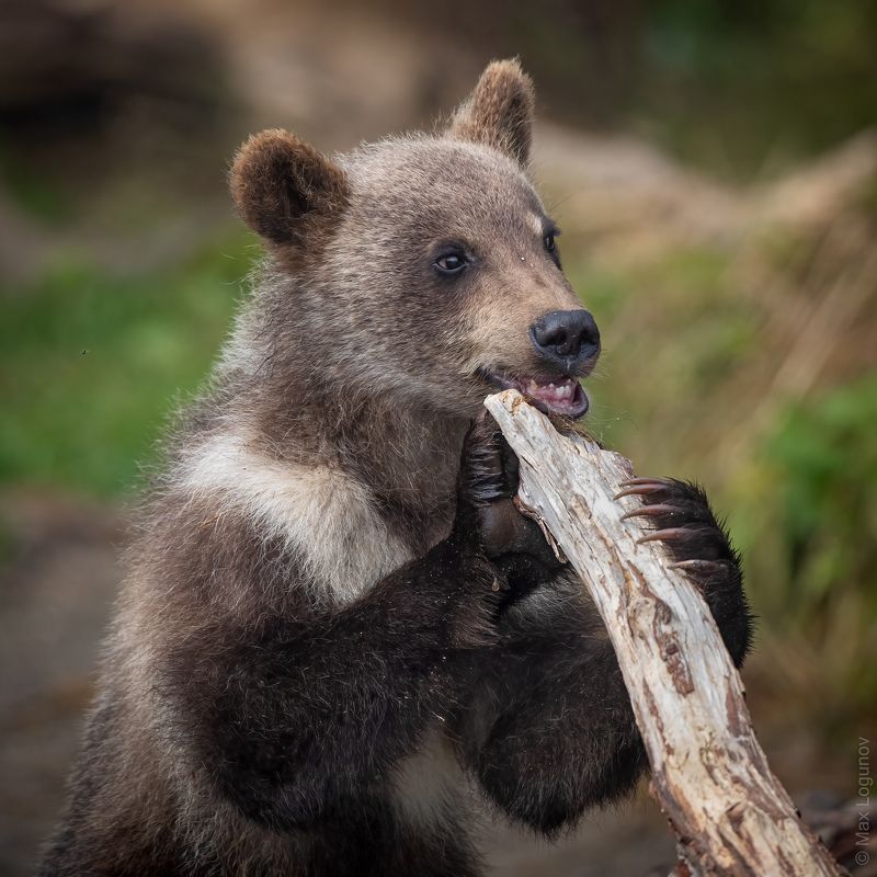 медведь, камчатка Беззубая талалаphoto preview