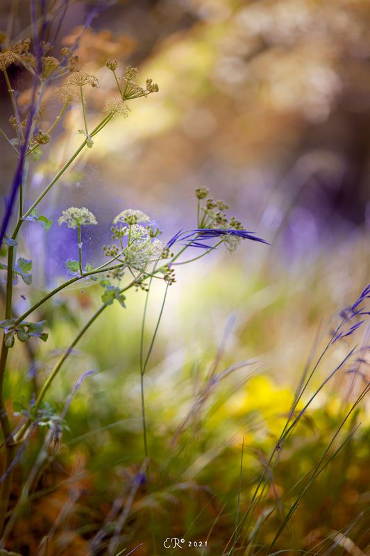 flowers, nature, macro, daisy, yellow, blue Fairytalephoto preview
