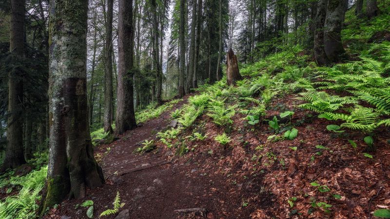 пейзаж Среди папоротниковphoto preview