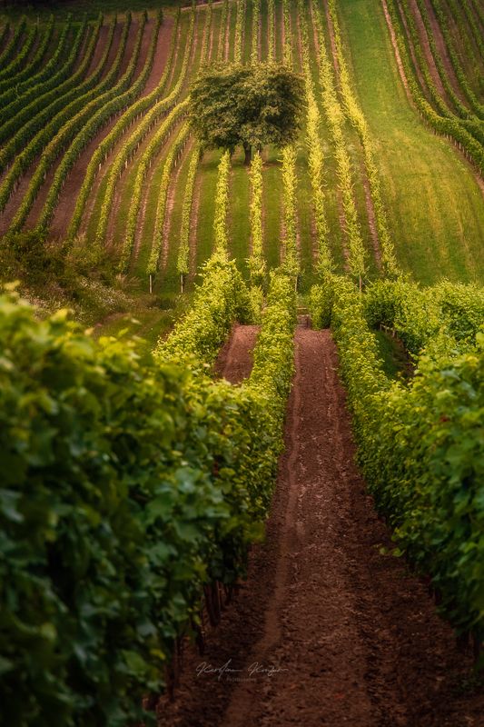 #landscape #moravia #nature #tree #light Lonely treephoto preview