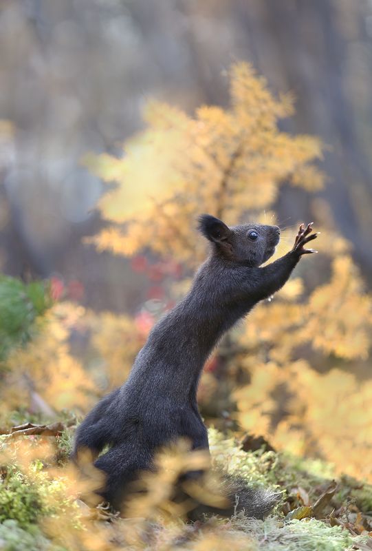 нерюнгри, белка, якутия, дикие_животные Осень....не уходи! фото превью