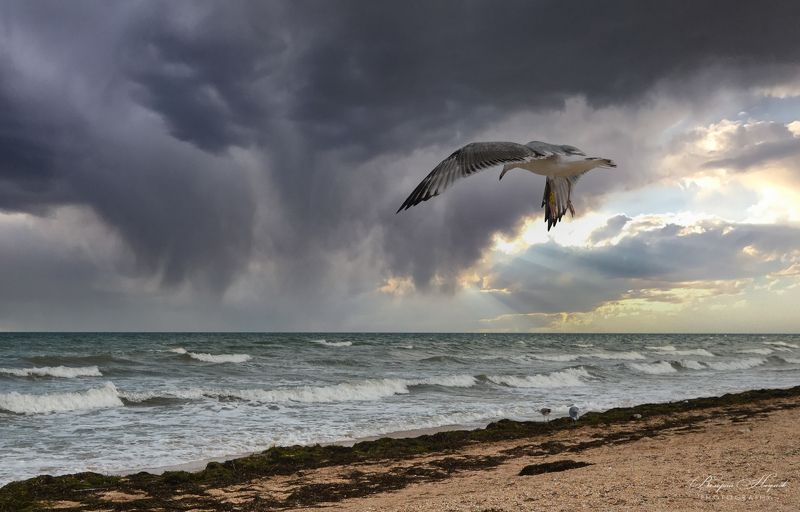 азов, море, ветер, волна, лучи, облака, сентябрь Небесное подобие птицыphoto preview