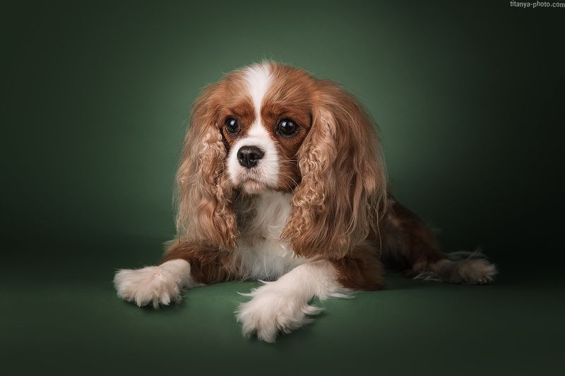 собака, спаниель, студия Кавалер-кинг-чарльз-спаниельphoto preview