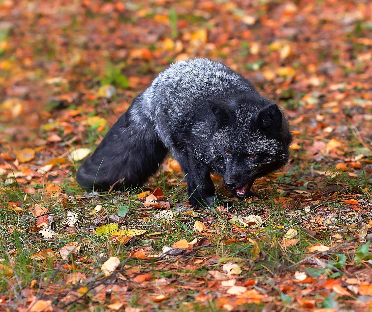 Лиса охотится. Автор: Юлия Стукалова лиса,чернобурая,красотка, охота, осень,красота,природа, fox, black, hunting,beautiful, autumn, nature, Юлия Стукалова