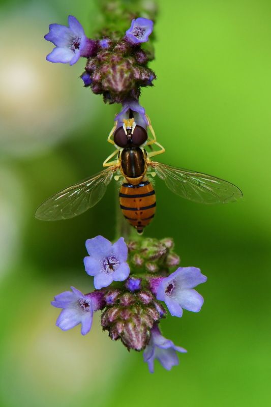 denis moura, mogi das cruzes, brasil Moscaphoto preview