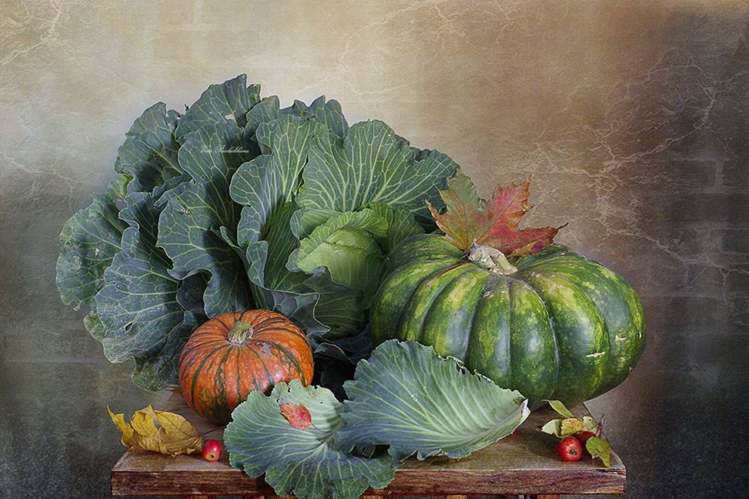 натюрморт,капуста,сентябрь,тыква,вера павлухина,, Вера  Павлухина